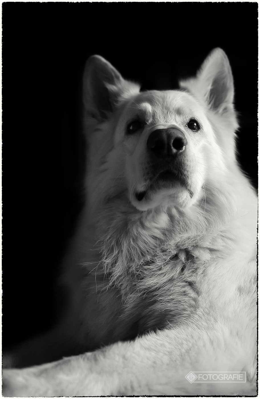 White shepherd 12